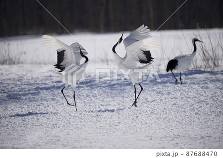 丹頂鶴 87688470