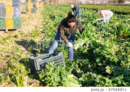 Woman gardener picking ripe celery on plantation 87688851