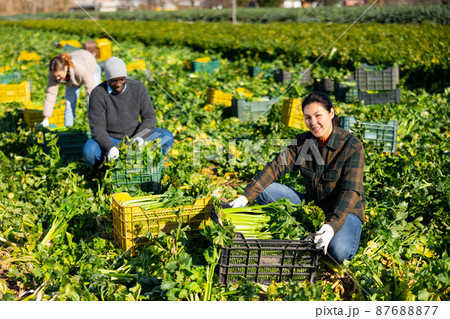 Positive asian workwoman harvesting celery on farm plantation Positive asian workwoman harvesting celery on farm plantation 87688877