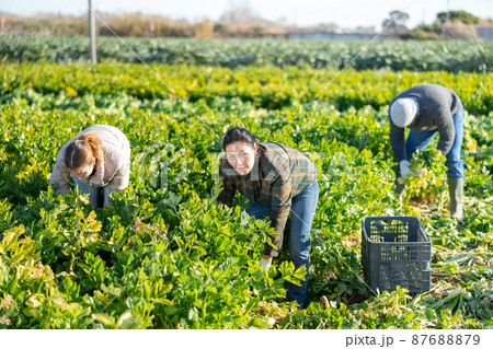 Asian woman farm worker harvesting celery on field in spring 87688879
