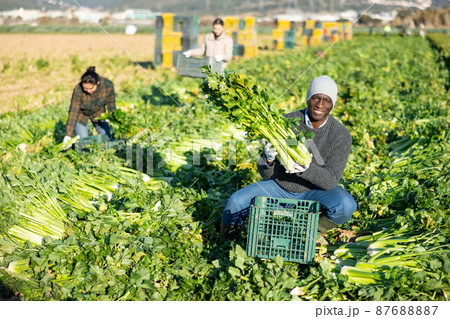 Man harvesting celery on vegetable field 87688887