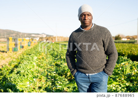 Portrait of gardener on celery field Portrait of gardener on celery field 87688965
