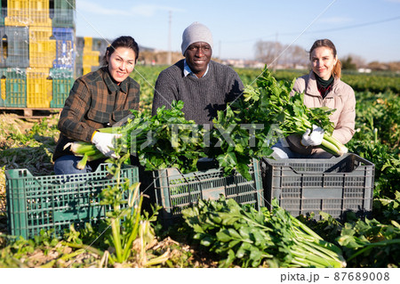 Multiracial man and women squatting at crates with celery plantation Multiracial man and women squatting at crates with celery plantation 87689008