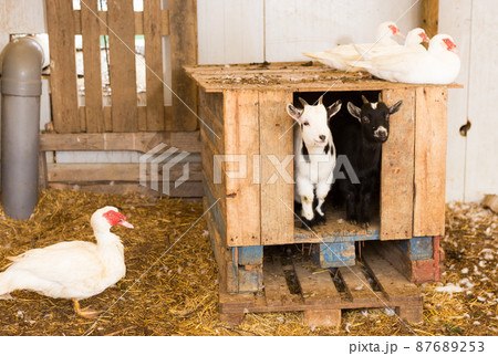 Muscovy ducks and goats Muscovy ducks and goats 87689253