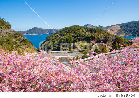 大分県津久見市の河津桜 大分県津久見市の河津桜 87689754