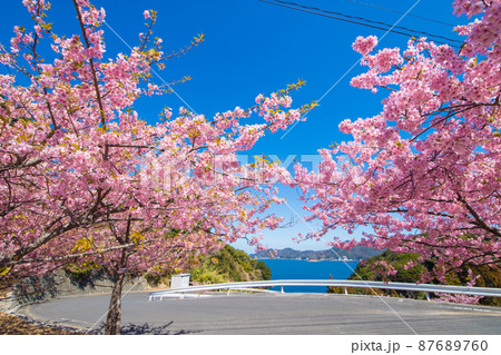 大分県津久見市の河津桜 87689760