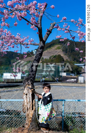花見 七五三に記念写真 花見 七五三に記念写真 87690126
