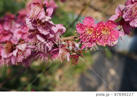 梅の花 梅の花 87690227