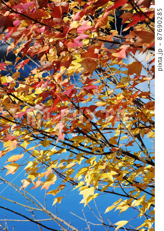 秋の彩り 87690285
