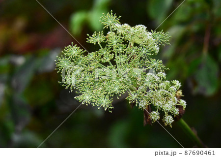 ウドの花 ウドの花 87690461