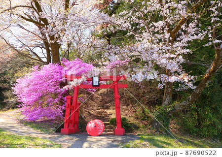 あきる野市　網代弁天山　桜 87690522