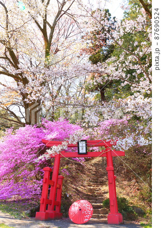 あきる野市 網代弁天山 桜 あきる野市 網代弁天山 桜 87690524