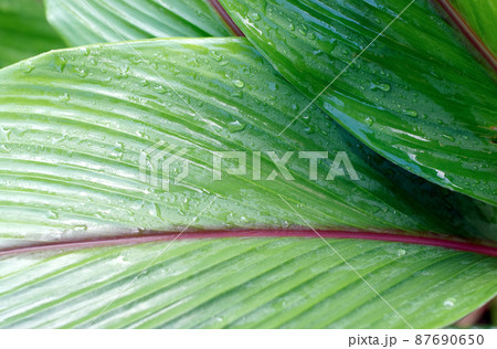 Turmeric leaves with raindrops dew Turmeric leaves with raindrops dew 87690650