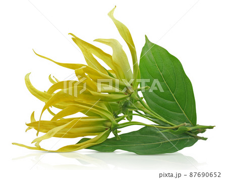 ylang ylang flower isolated on white background 87690652