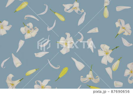 Orange jasmine flower isolated  background 87690656