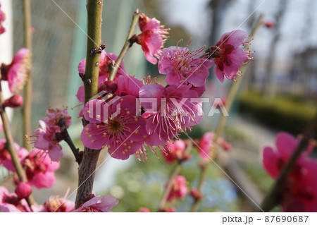 梅の花 87690687