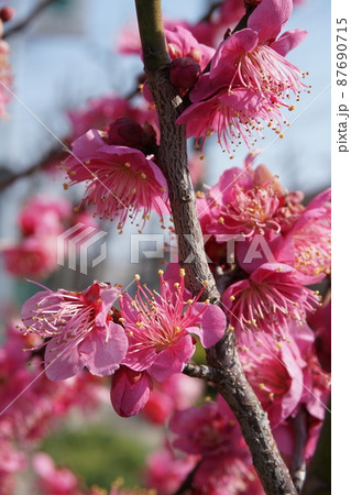 梅の花 梅の花 87690715