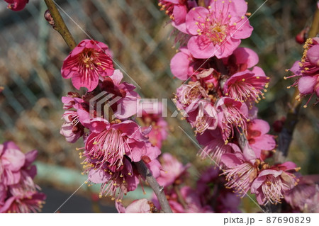 梅の花 87690829