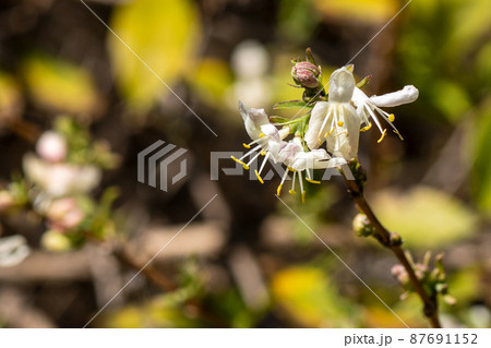 Spring blooming of flowers 87691152