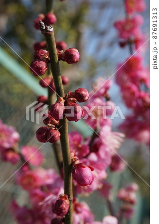 梅の花 87691313