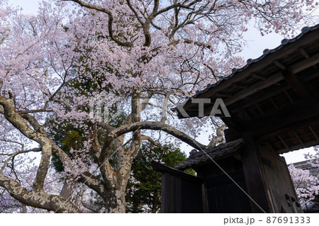 【長野県の春絶景】高遠城址公園の桜風景 87691333