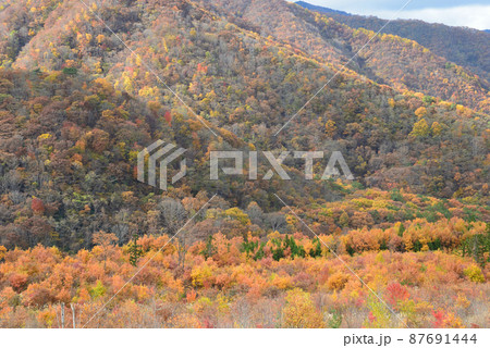 観音沼森林公園の紅葉  2021-11-3　＃3 87691444