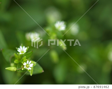 ウシハコベの花 ウシハコベの花 87691462