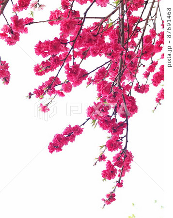 八重咲の赤いハナモモの花 白バック 八重咲の赤いハナモモの花 白バック 87691468