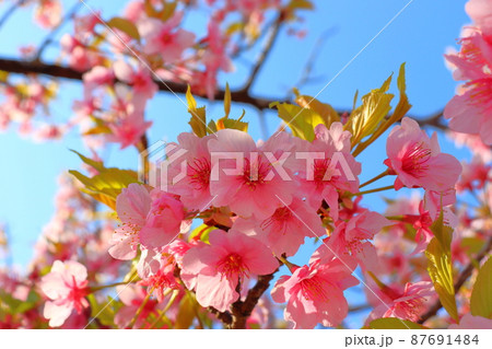 葉桜 青空 太陽光 葉桜 青空 太陽光 87691484