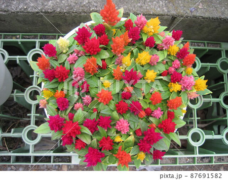 ケイトウ 87691582