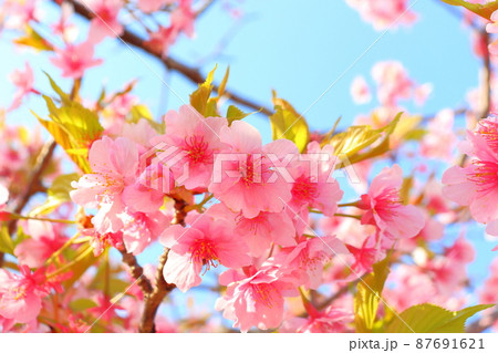 葉桜　青空 87691621