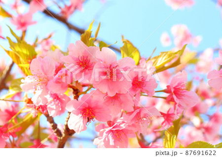 葉桜　青空 87691622