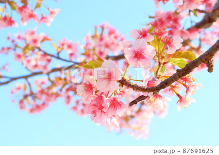 葉桜　青空 87691625