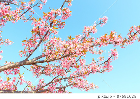 葉桜 青空 葉桜 青空 87691628