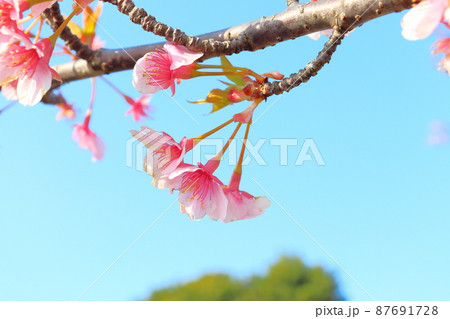 葉桜　青空 87691728