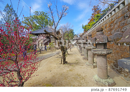 梅の名所久留米市の臨済宗梅林寺梅木と石灯籠 87691749