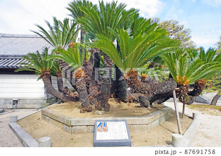 久留米市の臨済宗梅林寺境内の天然記念物梅林寺のソテツ 久留米市の臨済宗梅林寺境内の天然記念物梅林寺のソテツ 87691758