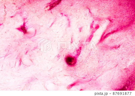 Tooth development from human under microscope view for education. Tooth development from human under microscope view for education. 87691877