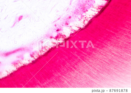 Tooth development from human under microscope view for education. 87691878