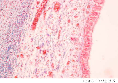 Tooth development from human under microscope view for education. Tooth development from human under microscope view for education. 87691915
