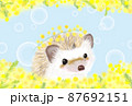 ハリネズミとミモザ　春　花 87692151