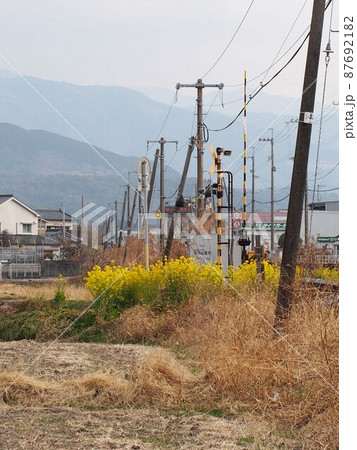 春の南陣山踏切(土讃線脇の菜の花) 春の南陣山踏切(土讃線脇の菜の花) 87692182