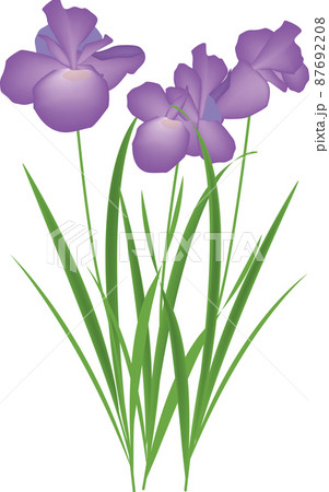 アヤメの花のイラスト素材 アヤメの花のイラスト素材