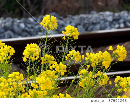 線路端の春（土讃線の踏切近くに咲いた菜の花） 87692248
