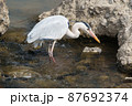 青鷺、アオサギ　捕食　餌  87692374