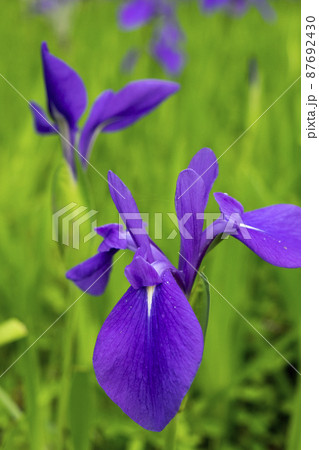 寺家ふるさと村の花菖蒲 87692430