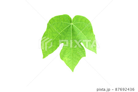 isolated young, raw, and green papaya leaf with clipping paths. isolated young, raw, and green papaya leaf with clipping paths. 87692436