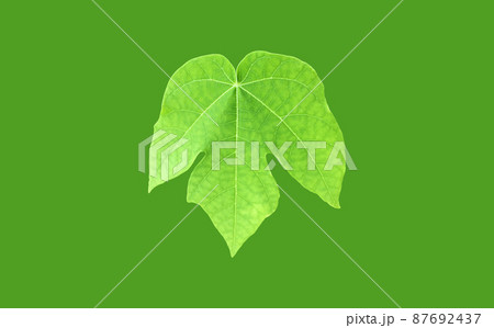 isolated young, raw, and green papaya leaf with clipping paths. isolated young, raw, and green papaya leaf with clipping paths. 87692437