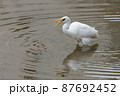 ダイサギ　冬羽　捕食　餌 87692452