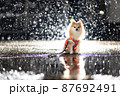 ポメラニアン　雨　キラキラ 87692491